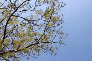 Branch of a tall tree against a background of blue sky. photo