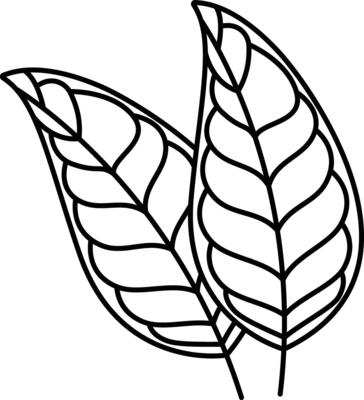 Citrus Leaf outline illustration