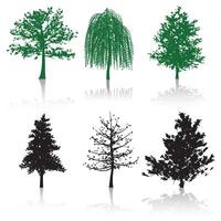 Gum trees, isolated on white background. vector