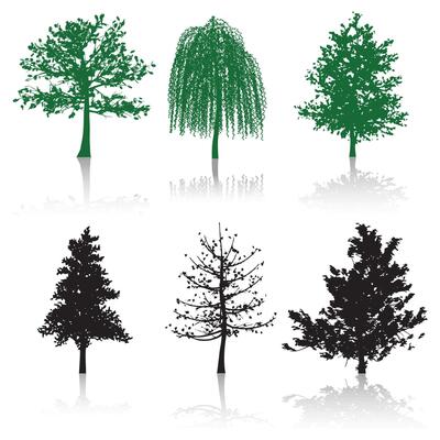 Gum trees, isolated on white background.
