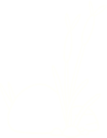 Reeds Chalk Drawing png