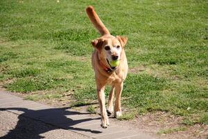 A dog on a walk in a city park. photo