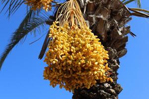 Dates are ripe on a tall palm tree in a city park. photo
