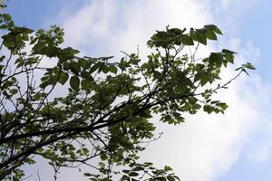 rama de un alto árbol en contra un antecedentes de azul cielo. foto