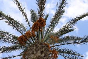 Dates are ripe on a tall palm tree in a city park. photo