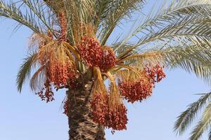 Dates are ripe on a tall palm tree in a city park. photo