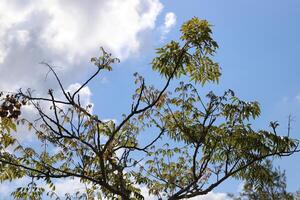 Branch of a tall tree against a background of blue sky. photo