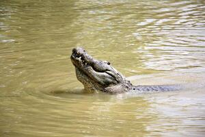 A crocodile lives in a nursery in northern Israel. photo