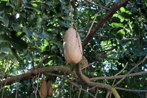 Breadfruit in a city park in Israel. photo