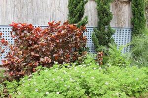 Green plants and flowers grow along a fence in a city park. photo