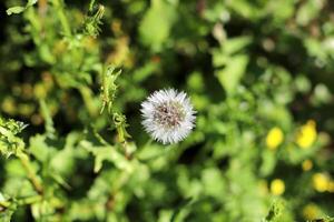 Green plants and flowers close up. Abstract natural background made of plants and flowers. photo