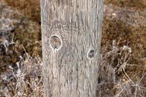 Texture of wood and wood products. photo