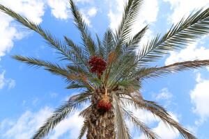 Dates are ripe on a tall palm tree in a city park. photo