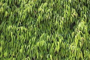 Green plants and flowers close up. Abstract natural background made of plants and flowers. photo