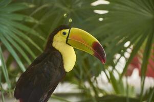 Portrait close up of a toucan in the forest photo