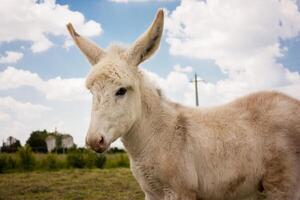 burro en una típica granja italiana foto