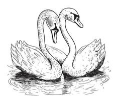 Two swans swim in the lake hand drawn sketch in doodle style illustration vector