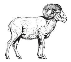 Ram Sheep farm side view hand drawn sketch illustration Cattle vector