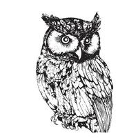 Owl bird sitting sketch hand drawn in doodle style illustration vector