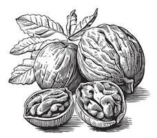 Walnuts hand drawn sketch Healthy food illustration vector