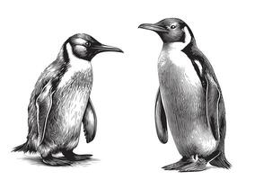 Penguins sea animals hand drawn sketch illustration vector