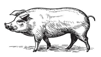 grande cerdo mano dibujado bosquejo agricultura ilustración vector