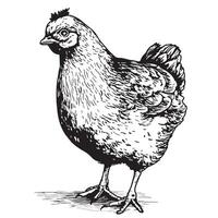 Young hen chicken farm hand drawn sketch illustration vector