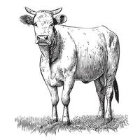 Cow sketch hand drawn engraving style illustration vector