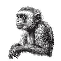 Cute Capuchin monkey sketch hand drawn realistic style illustration vector