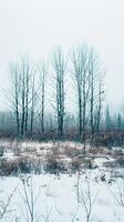 hermosa invierno paisaje, nieve y abeto árboles, realista foto