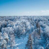 hermosa invierno paisaje, nieve y abeto árboles, realista foto