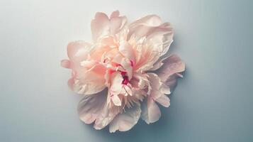 A top view of a peony flower. Isolated white background photo