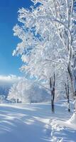 Beautiful winter landscape, snow and fir trees, realistic photo