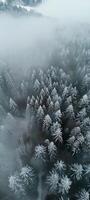Beautiful winter landscape, snow and fir trees, realistic photo