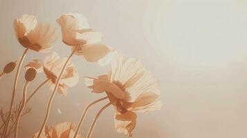 Field poppy landscape, summer background photo