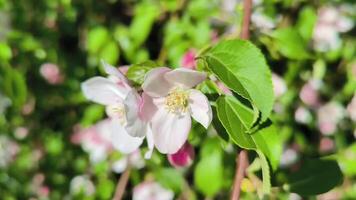 lindo Primavera maçã árvore flores florescer, fechar acima. Primavera floração maçã árvore em uma fundo do azul céu às pôr do sol. Primavera Pomar galhos balançar dentro a vento video