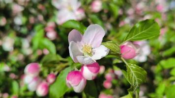 mooi voorjaar appel boom bloemen bloesem, dichtbij omhoog. voorjaar bloeiend appel boom Aan een achtergrond van blauw lucht Bij zonsondergang. voorjaar boomgaard takken zwaaien in de wind video