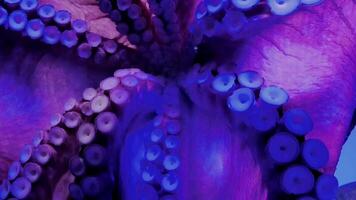 wild Octopus zwemmen in langzaam beweging onderwater. een Octopus Open armen langzaam Leuk vinden dansen onder water in de middellandse Zee zee. een Octopus Bij de zee. wild octopussen. video