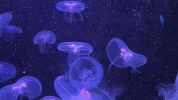 Close-up of jellyfish floating translucent blue light purple color background plankton video