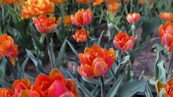 bloeiend geel oranje tulpen bloemen in tuin, veld. dubbele schoonheid van apeldoorn, dubbele tulp verscheidenheid. voorjaar tijd, natuur tuinieren, bloemen achtergrond. video