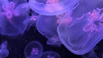 Close-up of jellyfish floating translucent blue light purple color background plankton video