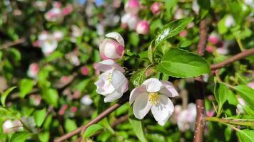 Beautiful Spring Apple tree flowers blossom, close up. Spring flowering apple tree on a background of blue sky at sunset. Spring orchard branches sway in the wind video