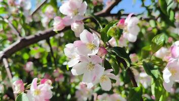 mooi voorjaar appel boom bloemen bloesem, dichtbij omhoog. voorjaar bloeiend appel boom Aan een achtergrond van blauw lucht Bij zonsondergang. voorjaar boomgaard takken zwaaien in de wind video