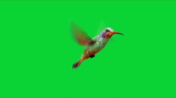 Hummingbirds are Flying on Green Screen, Element Stock Overlay 4k Animation Stickers , with alpha channel, 3D motion graphics loop animation concept, Chroma key, Green Screen Background video