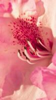 Macro of delicate beautiful pink magenta flower in the garden, flora and plants background video