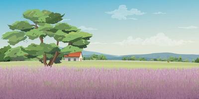 Lavender fields on the hill have country houses and mountain range behind illustration. vector