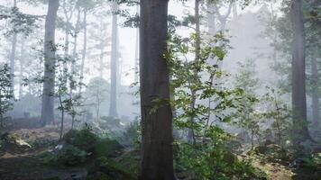 solstrålar i dimmig grön skog video