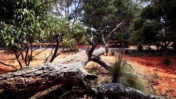 Bäume und Steine im australisch Wüste video