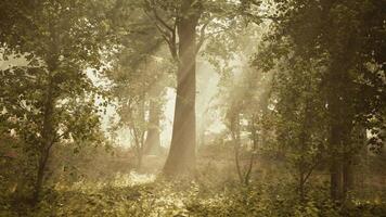 Strahlen von Sonnenlicht im ein neblig Wald im Herbst erstellen ein magisch Stimmung video