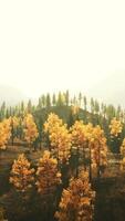 An aerial view of a forest with yellow trees video